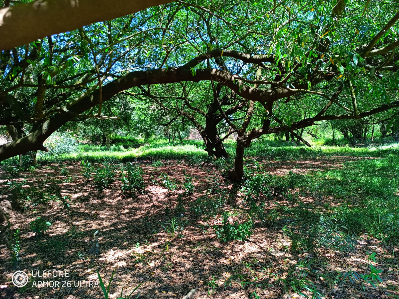 38 ha às margens do rio Tebicuarymí — Tebicuarí - imagen 6