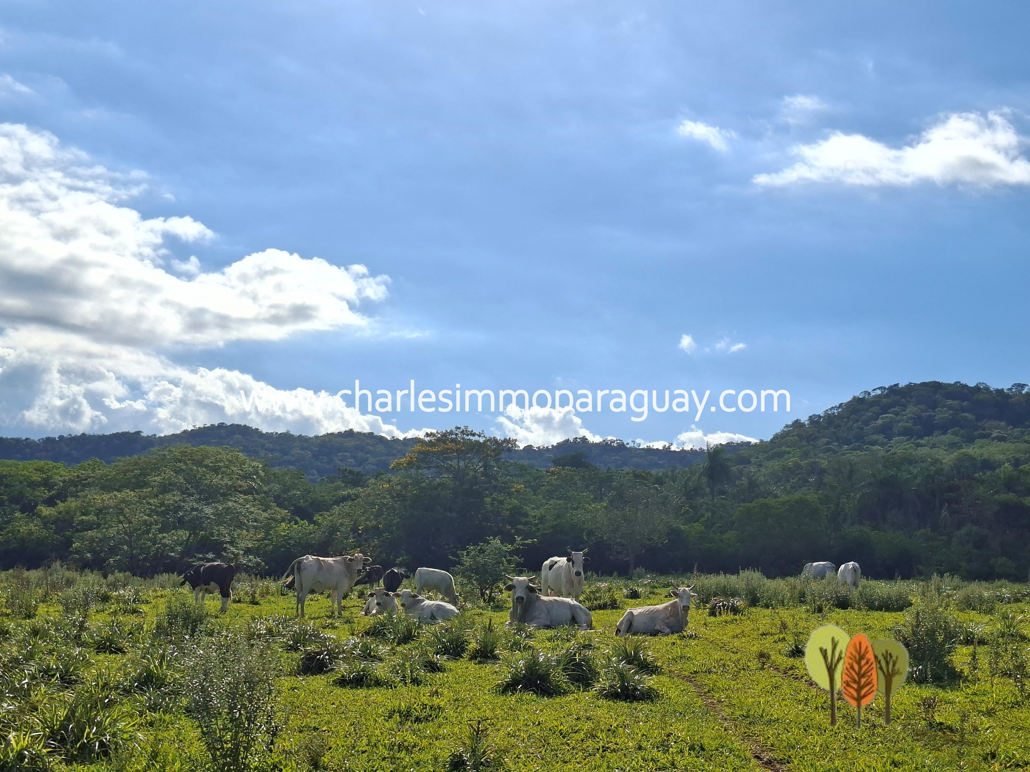 Terreno en Venta – 21,8 ha – La Colmena, Paraguay - 4