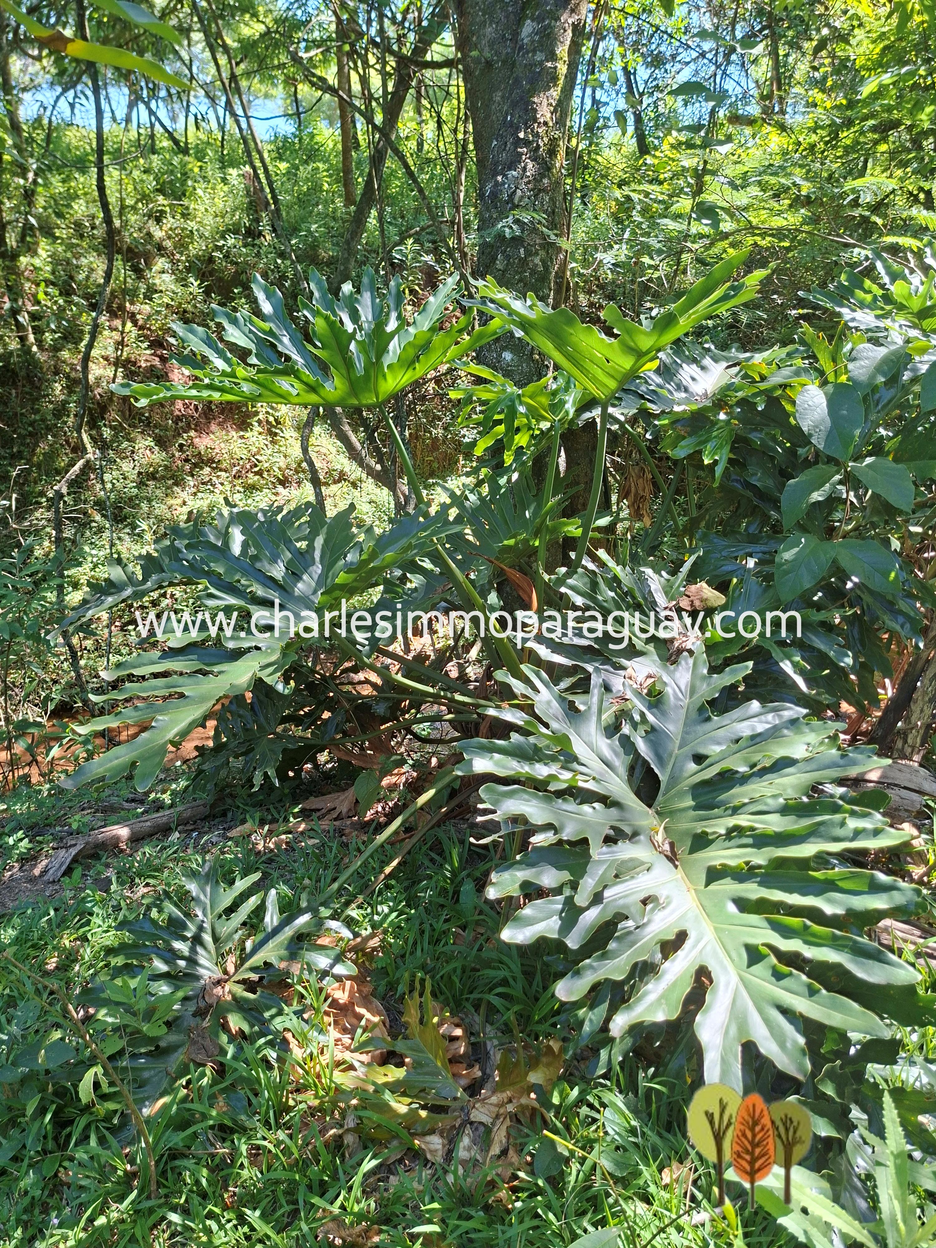 Terreno en Venta – 21,8 ha – La Colmena, Paraguay - 10