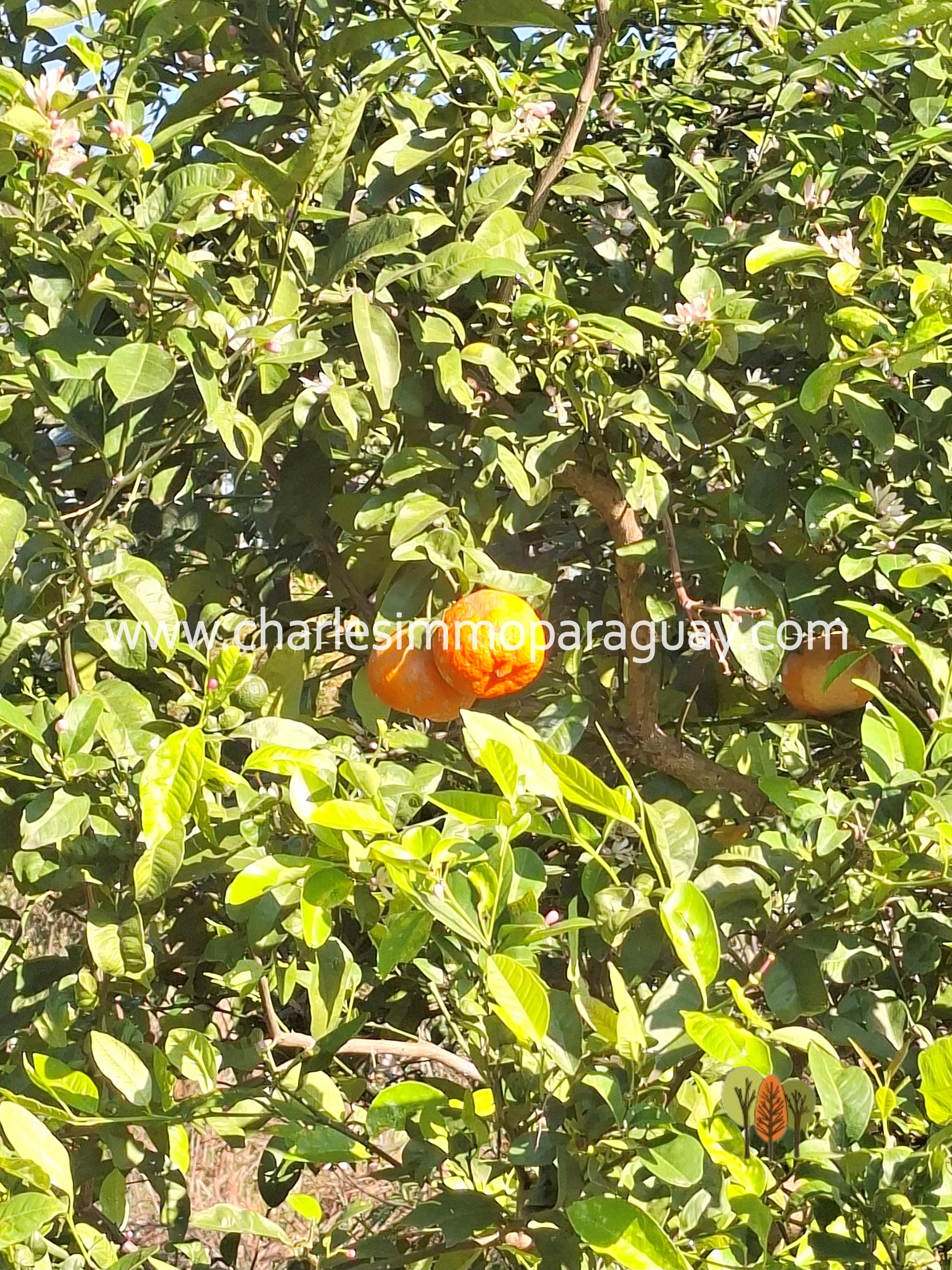 Propiedad de 41,9 ha en venta – Arroyos, playa y vistas únicas - La Colmena - 8