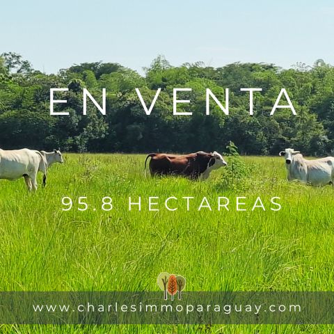 Terreno de 95,8 hectáreas en venta – La Colmena / Villarrica - 1