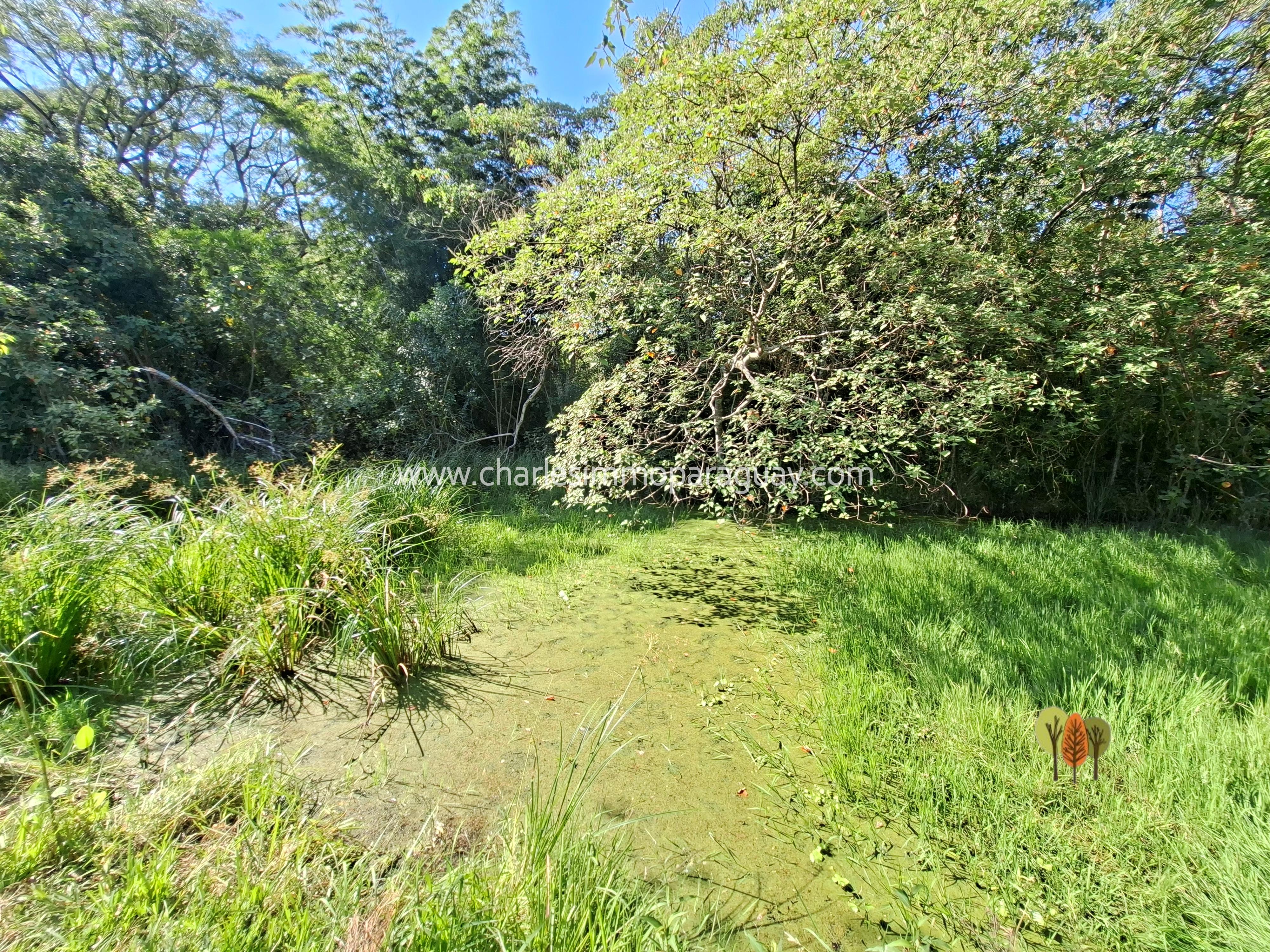 Terreno de 95,8 hectáreas en venta – La Colmena / Villarrica - 6