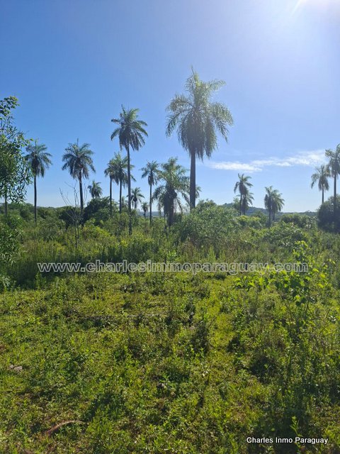 Hermoso Terreno en Venta – 4,36 Hectáreas – La Colmena - 8