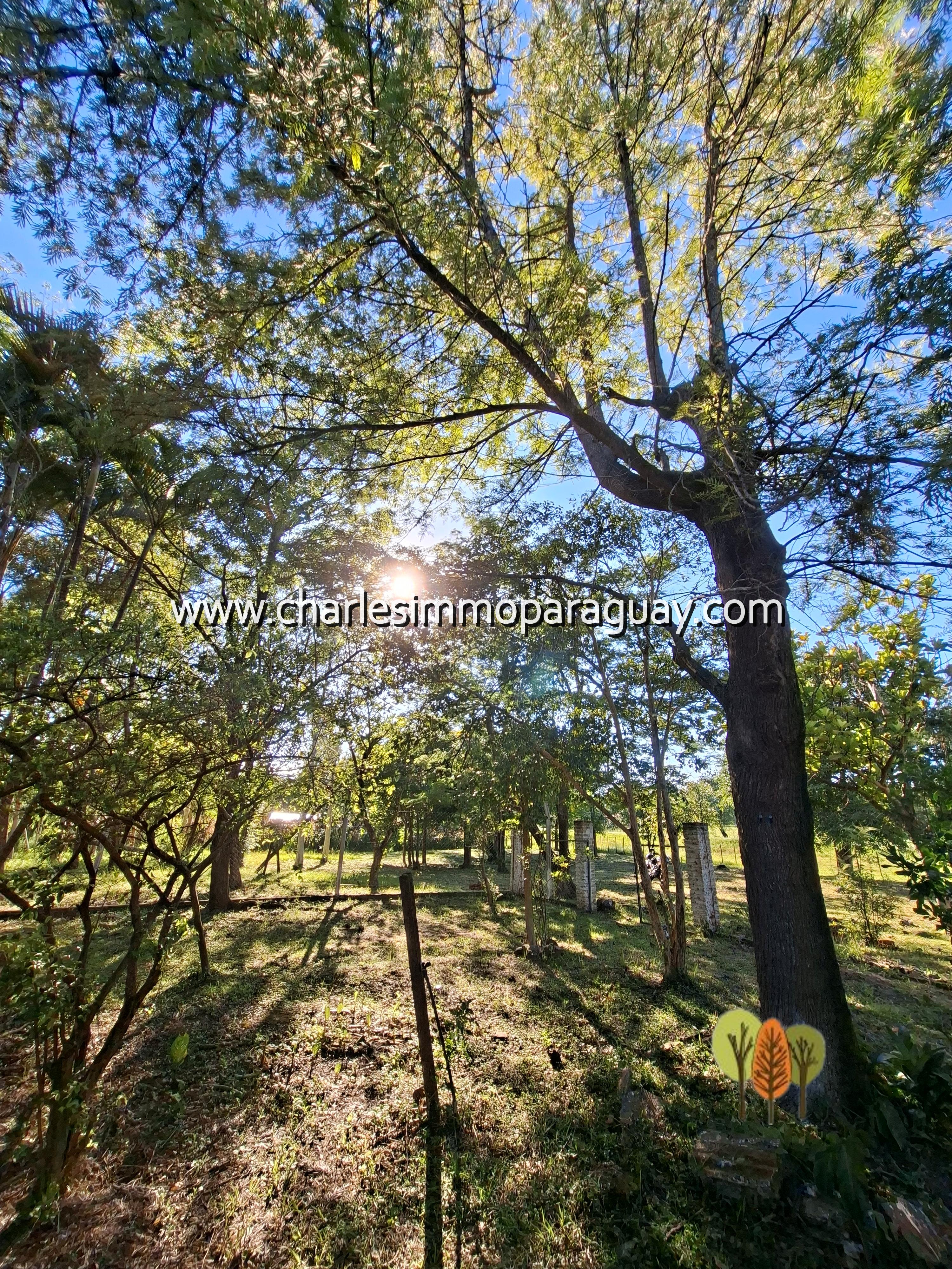 En venta Quinta 12,9 ha con casa – La Colmena - 4
