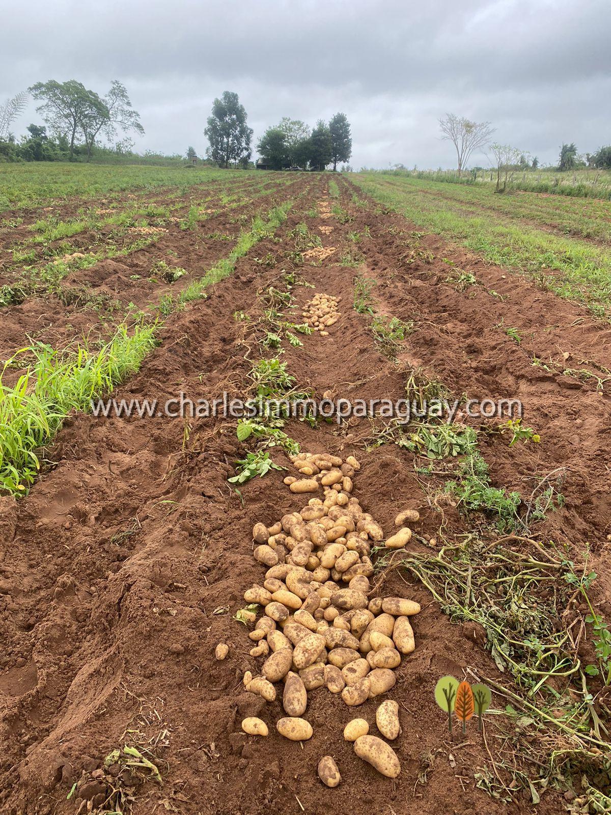Terreno agrícola de 7 hectáreas en venta – La Colmena - 7