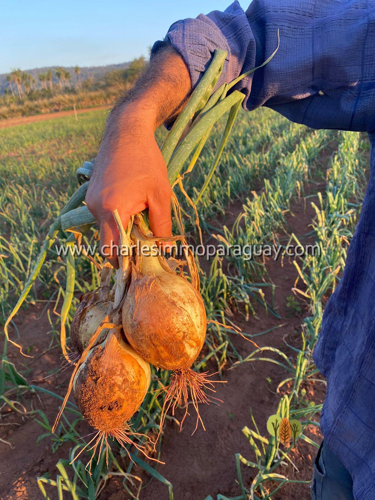 Terreno agrícola de 7 hectáreas en venta – La Colmena - 8