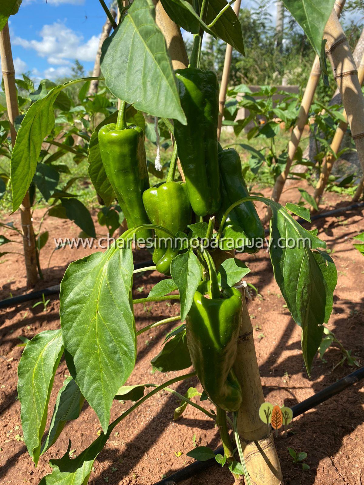 Terreno agrícola de 7 hectáreas en venta – La Colmena - 9