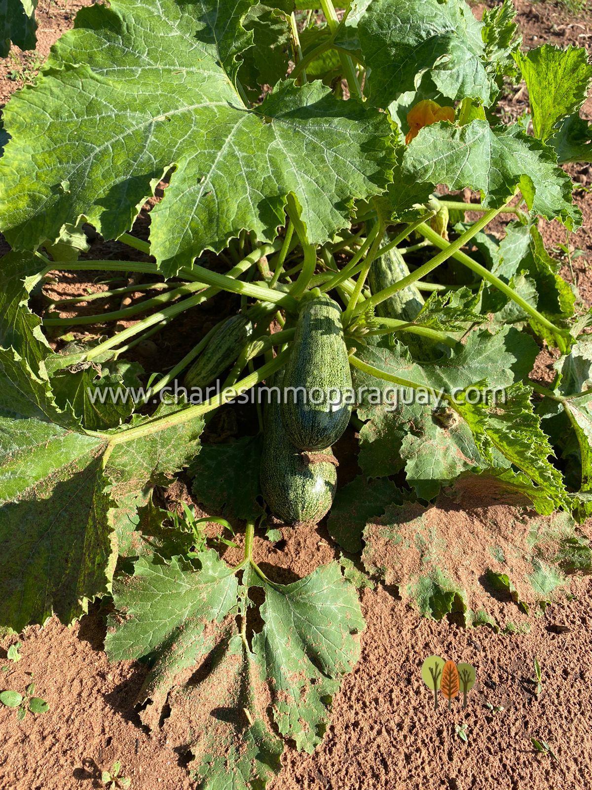 Terreno agrícola de 7 hectáreas en venta – La Colmena - 10