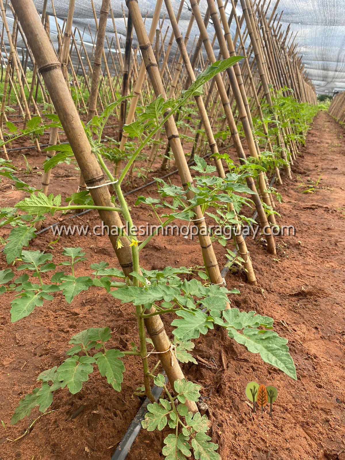 Terreno agrícola de 7 hectáreas en venta – La Colmena - 11