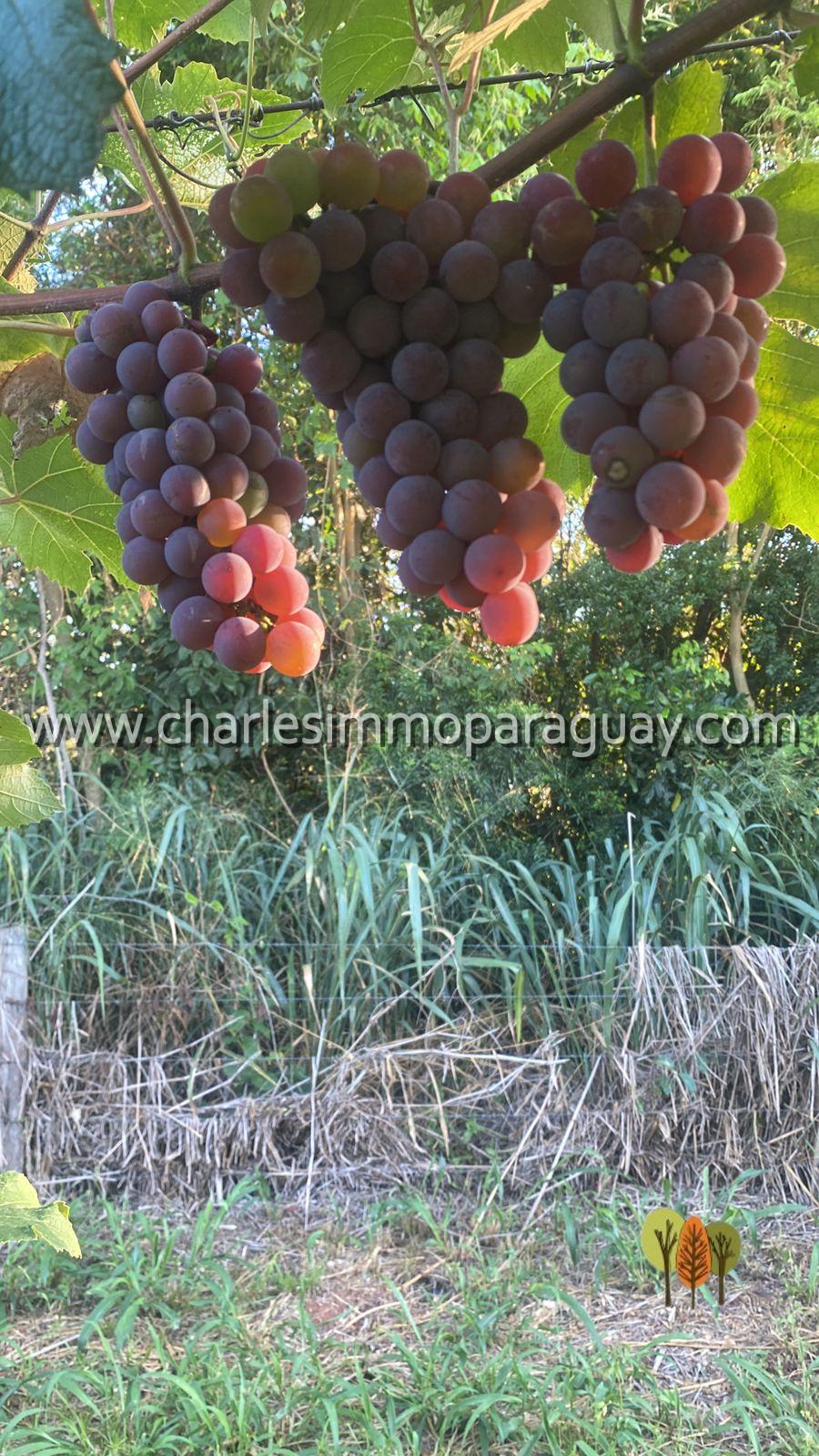Terreno agrícola de 7 hectáreas en venta – La Colmena - 12
