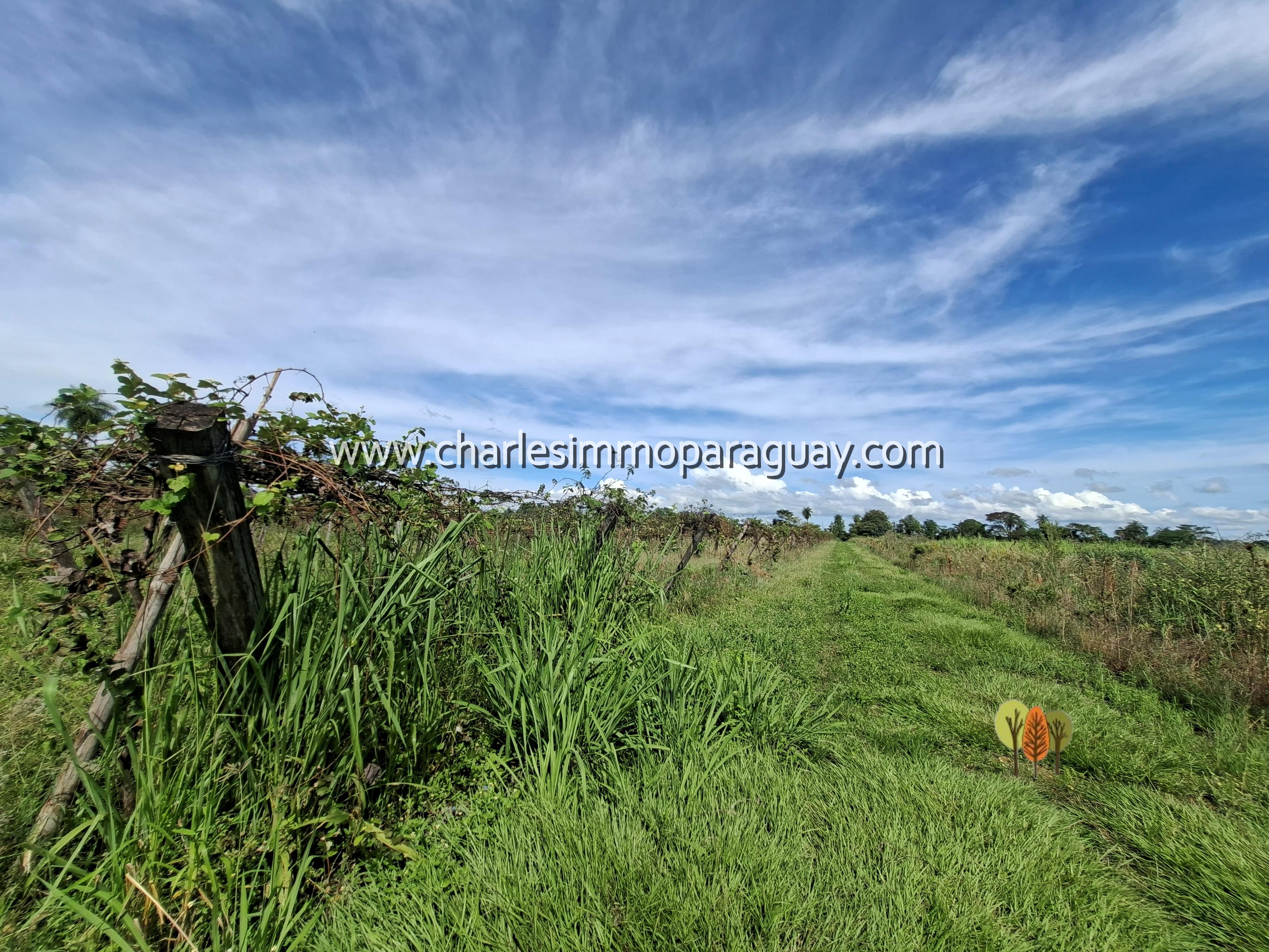 Terreno agrícola de 7 hectáreas en venta – La Colmena - 16