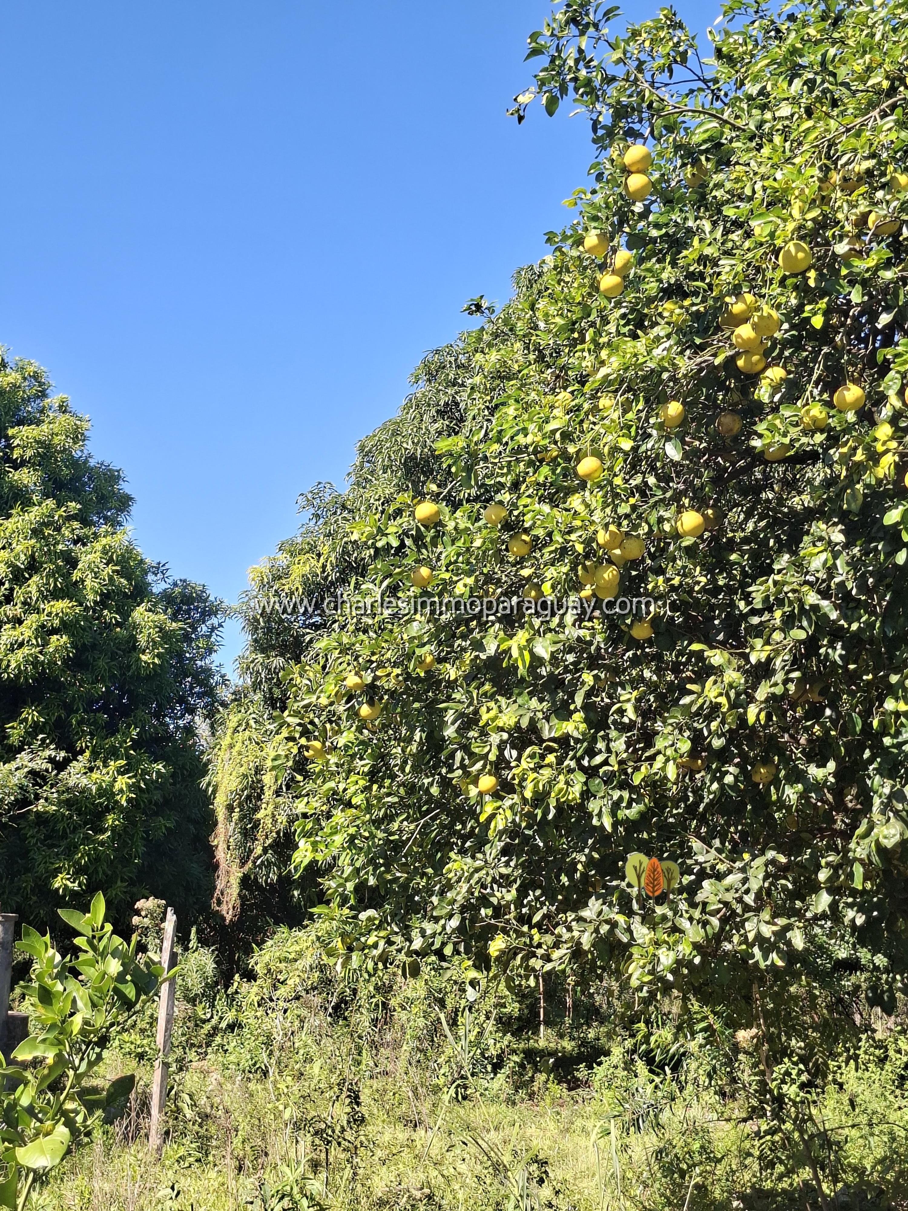 TERRENO EN VENTA — 25 HECTÁREAS CON ARROYO - TEBICUARY - 4