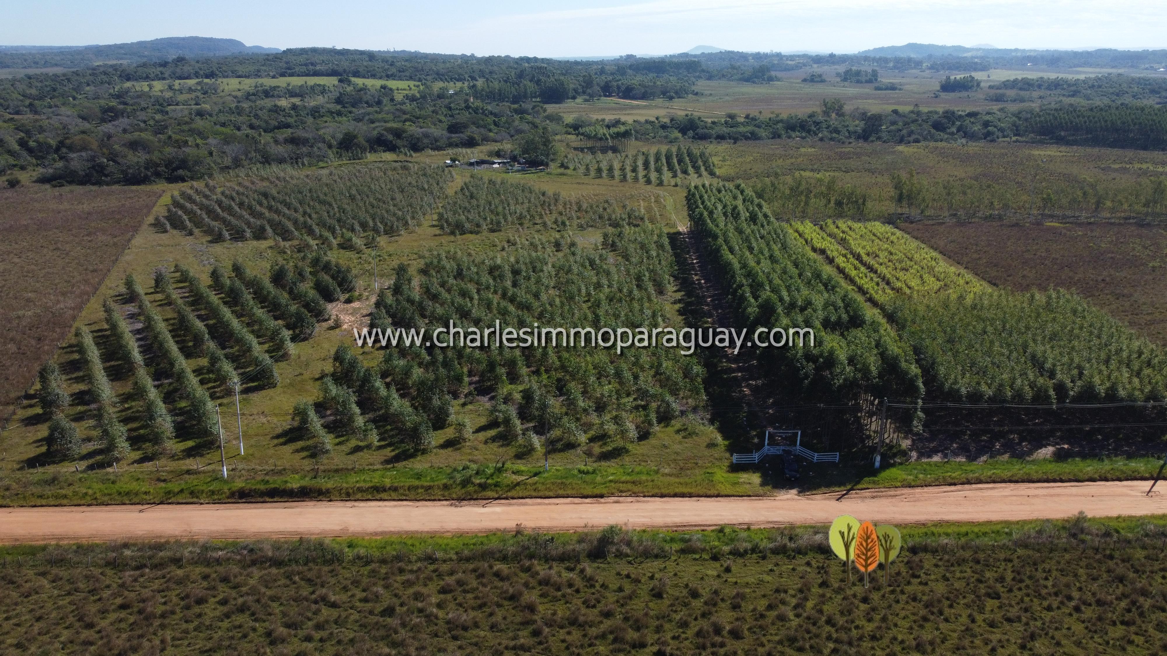 Estancia de 27 hectáreas en venta – La Colmena - 14
