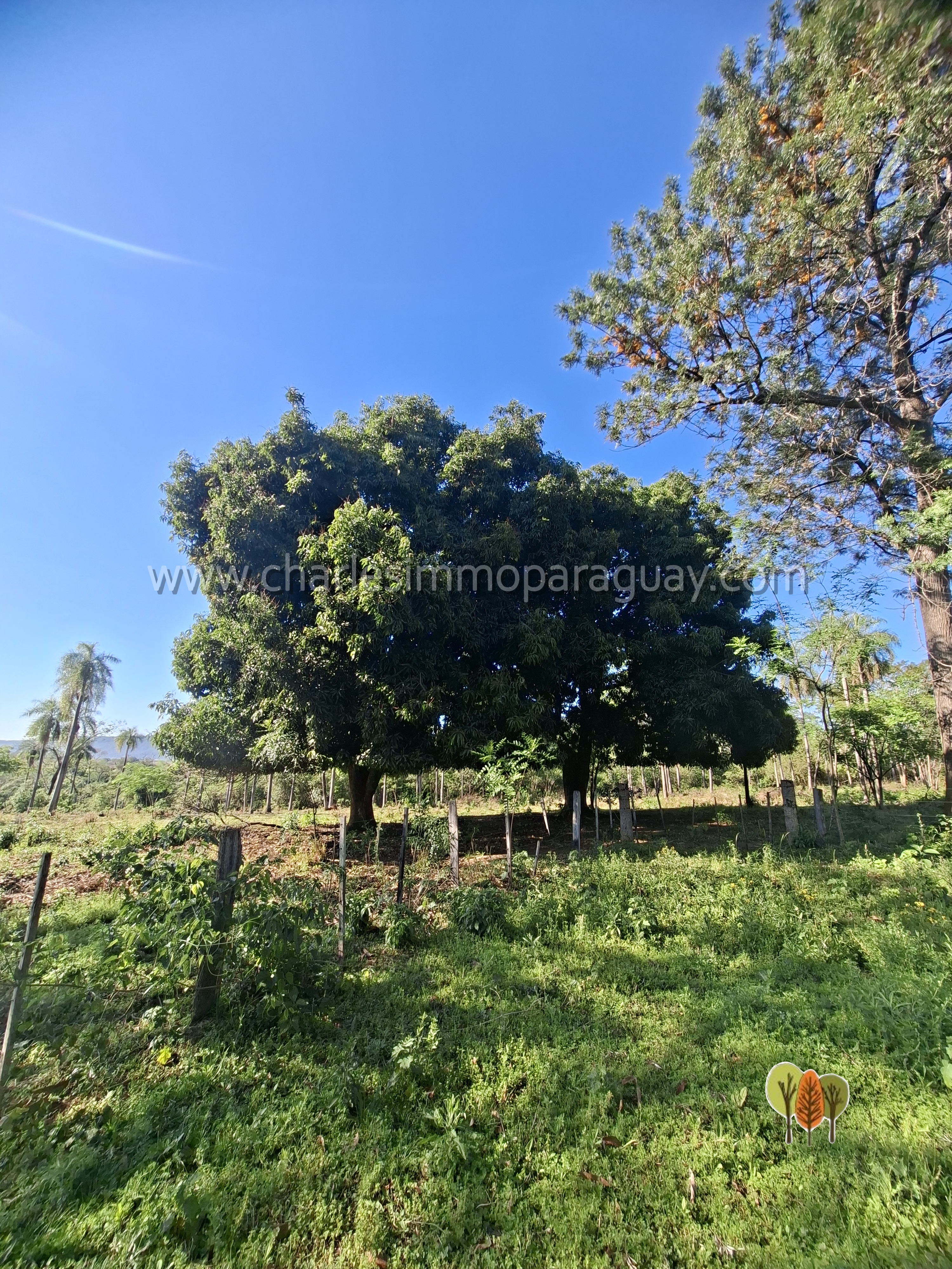 Terreno de 6 hectáreas en venta – La Colmena, Paraguay - imagen 3