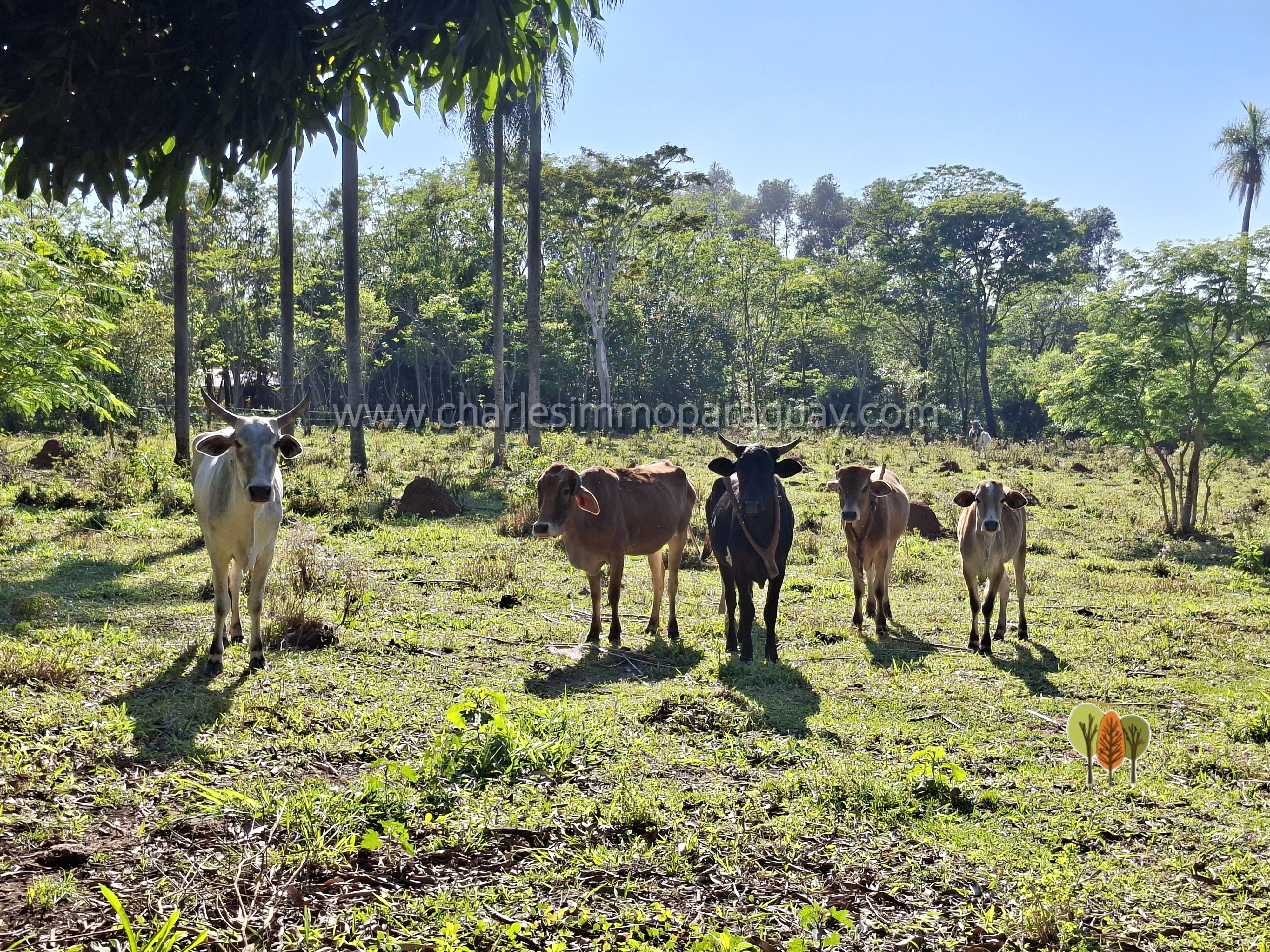 Terreno de 6 hectáreas en venta – La Colmena, Paraguay - imagen 4