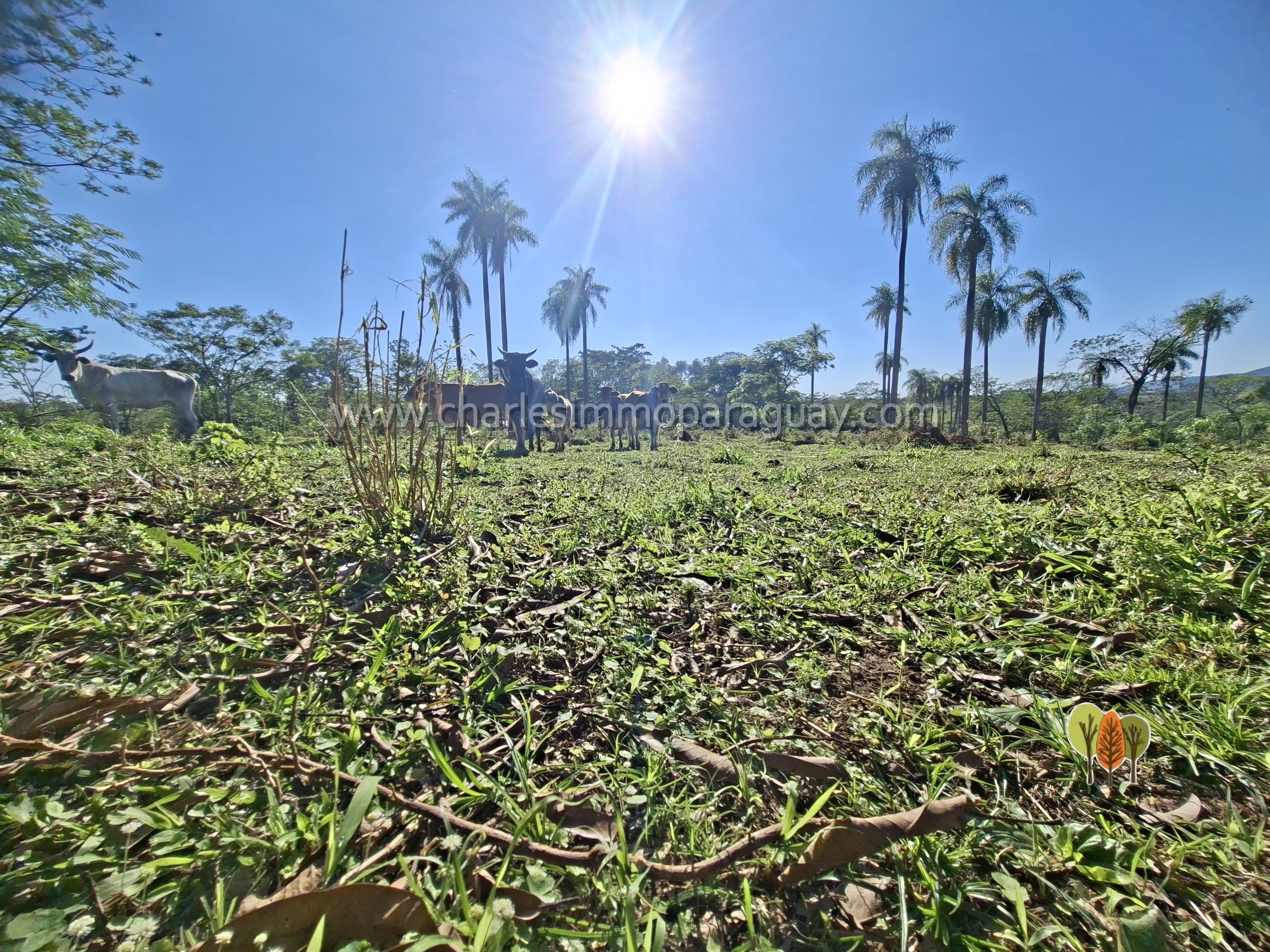 Terreno de 6 hectáreas en venta – La Colmena, Paraguay - imagen 6