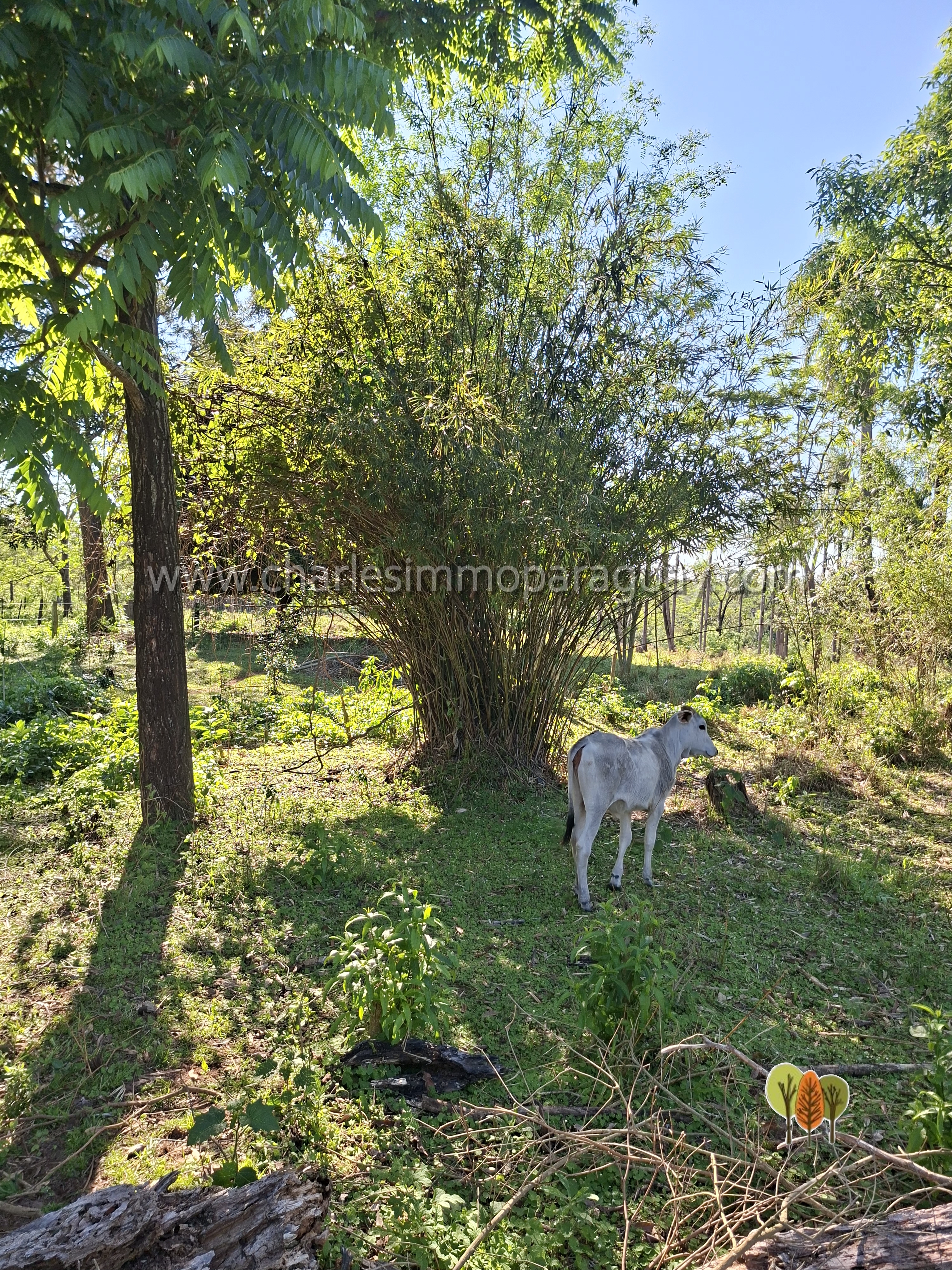 Terreno de 6 hectáreas en venta – La Colmena, Paraguay - imagen 8