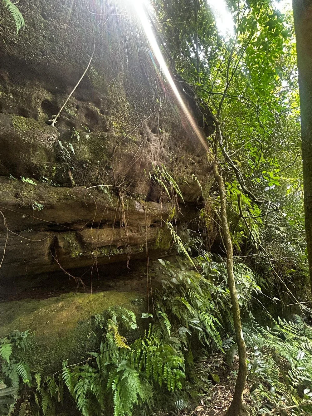 Paso Guembé: 15 ha – fruticultura, naturaleza y potencial turístico - 1