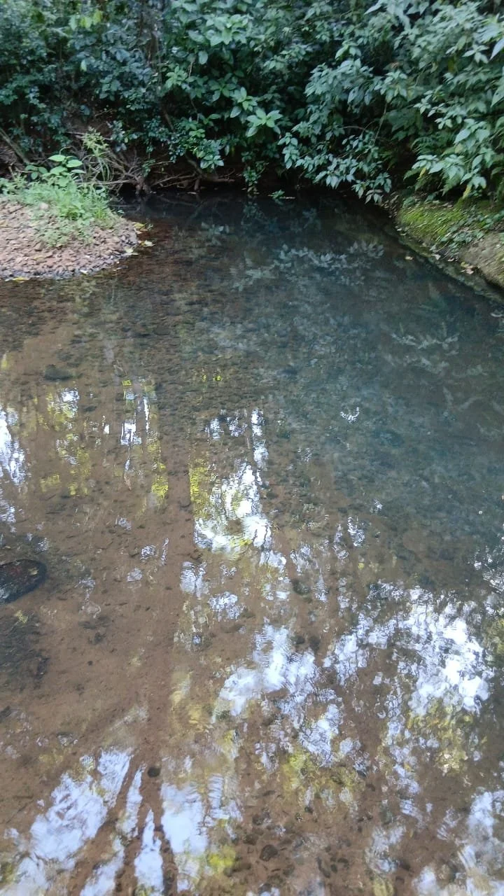 Paso Guembé: 15 ha – fruticultura, naturaleza y potencial turístico - 2