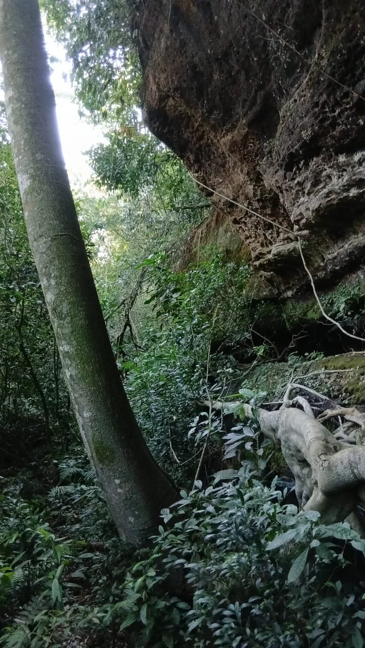 Paso Guembé: 15 ha – fruticultura, naturaleza y potencial turístico - 3
