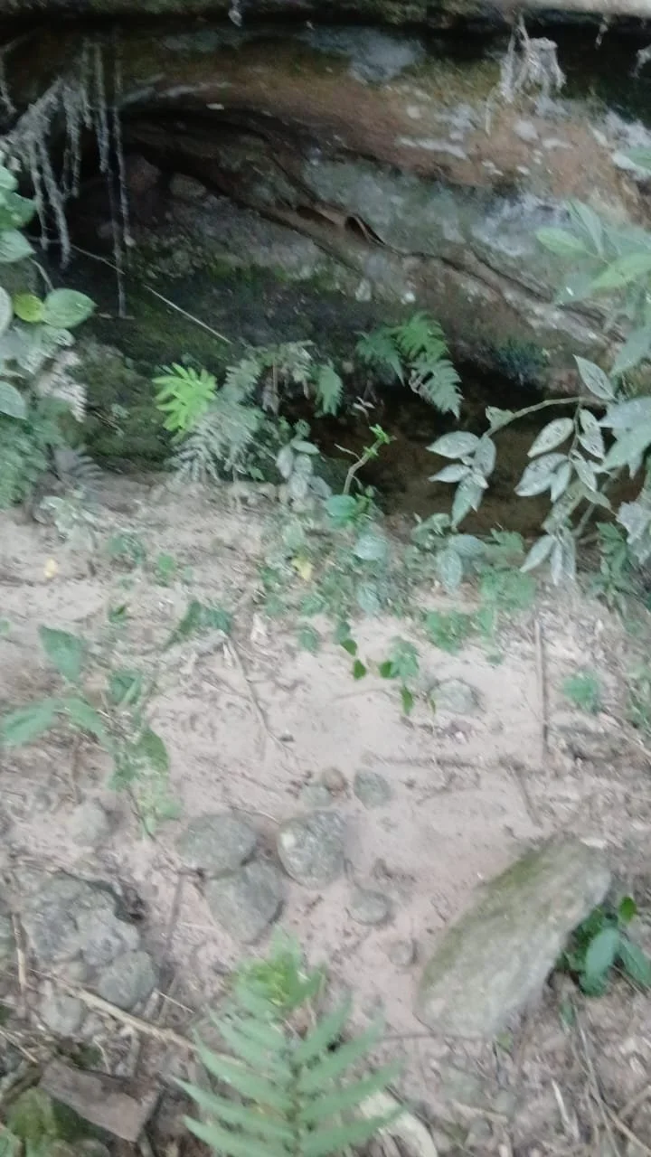 Paso Guembé: 15 ha – fruticultura, naturaleza y potencial turístico - 4