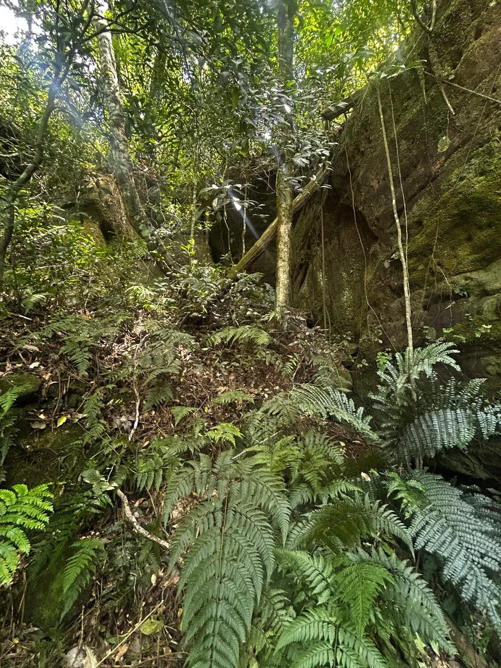 Paso Guembé: 15 ha – fruticultura, naturaleza y potencial turístico - 6
