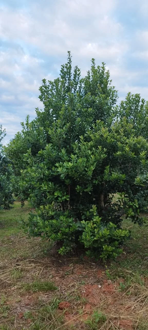 Paso Guembé: 25 ha – ideal para yerba mate y hierbas medicinales - 3