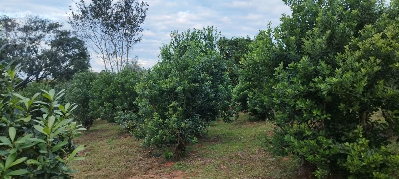 Paso Guembé: 25 ha – ideal para yerba mate y hierbas medicinales - 4