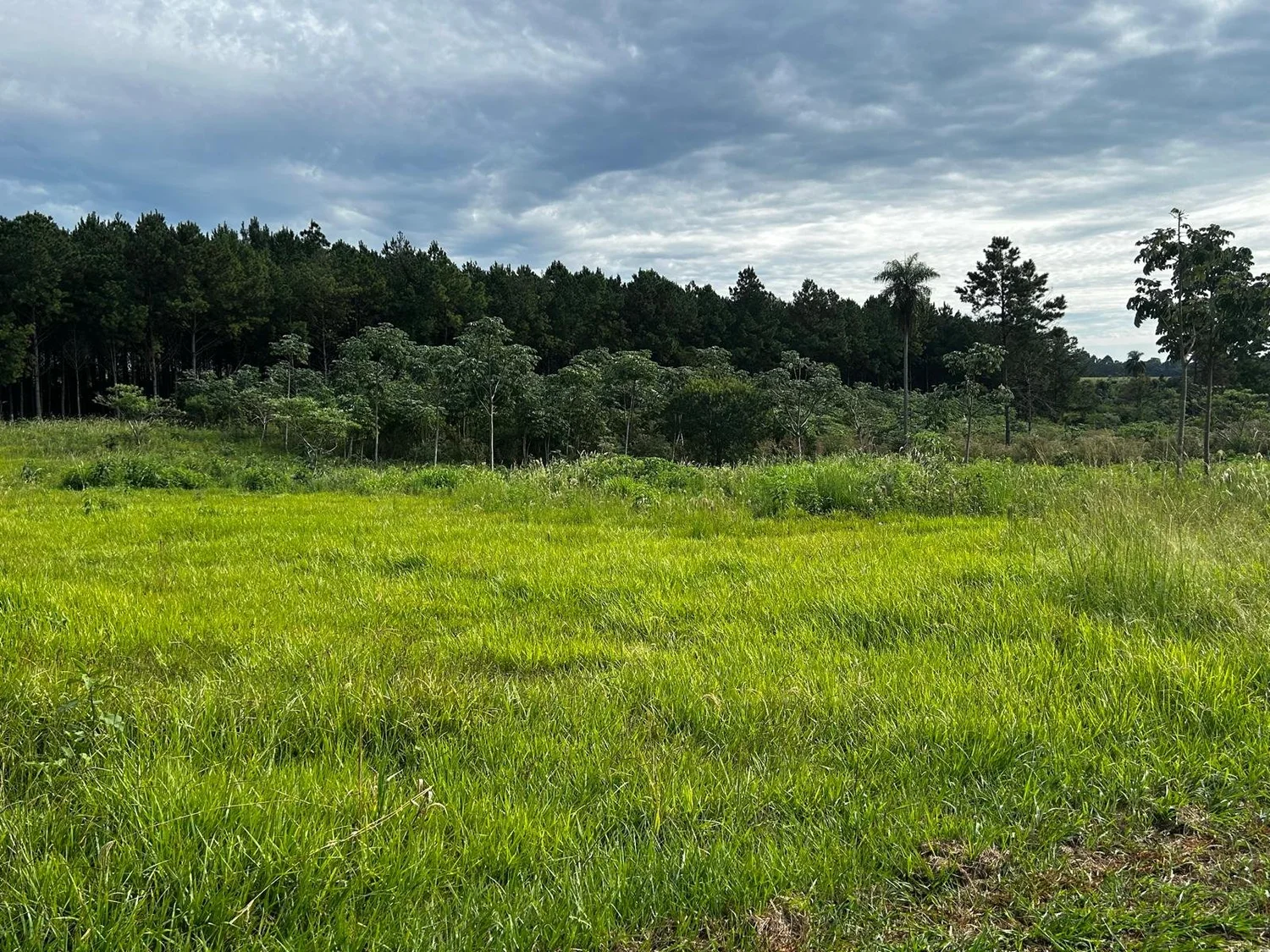 Hohenau: 1,5 ha – terreno elevado con hermosas vistas y electricidad trifásica - 4