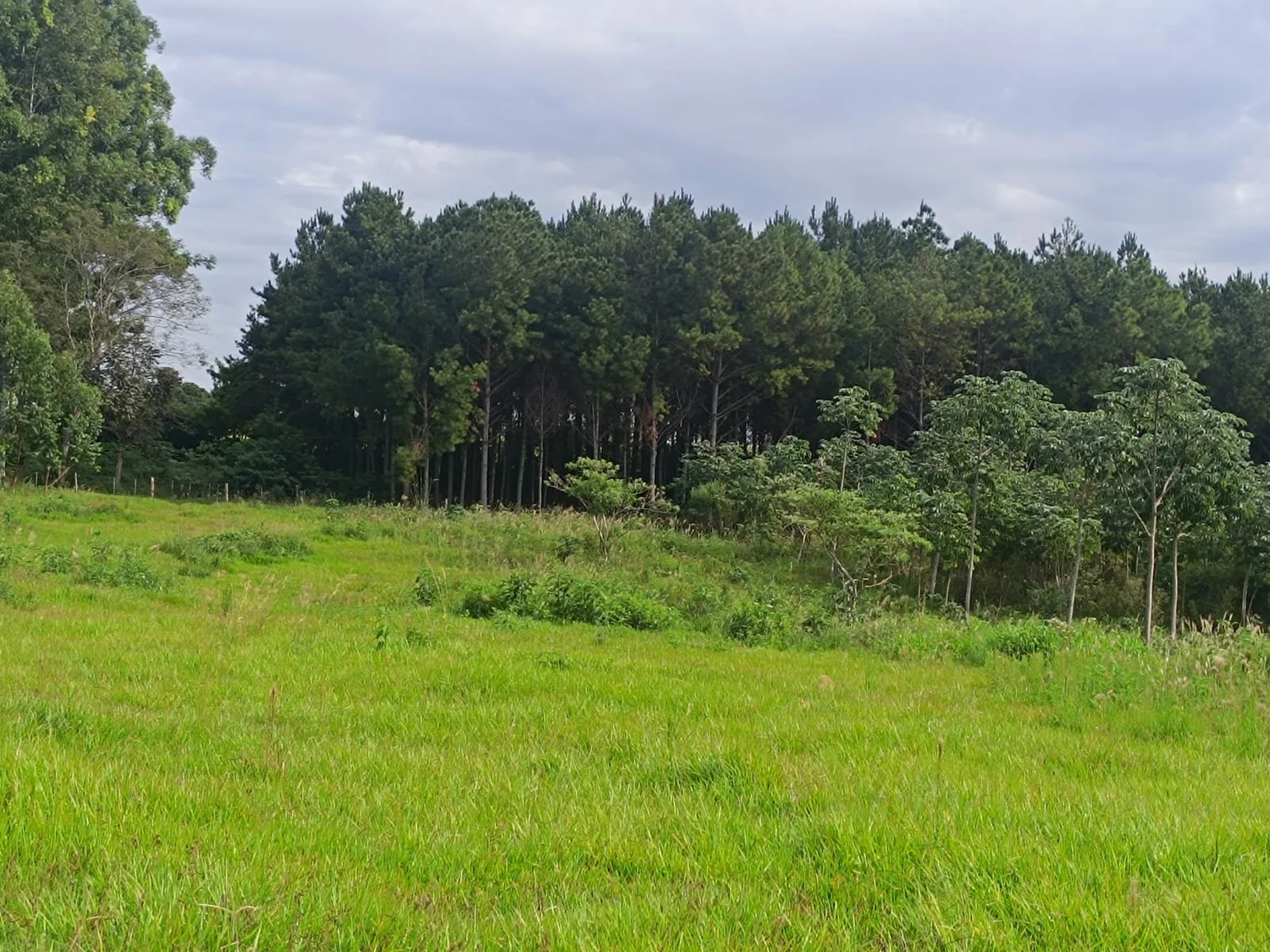 Hohenau: 1,5 ha – terreno elevado con hermosas vistas y electricidad trifásica - 5