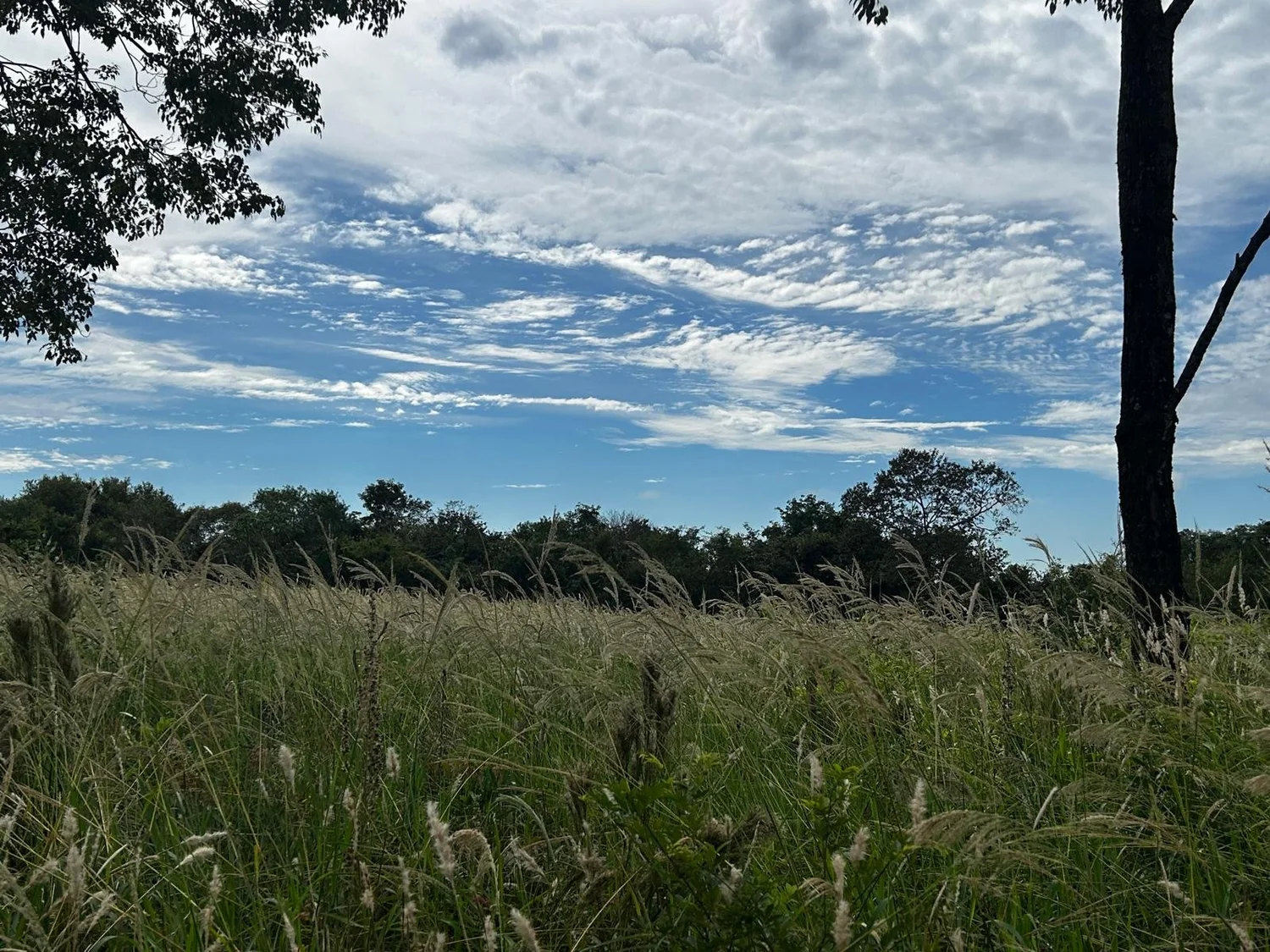 Jesús: 10 ha – pradera, bosque y eucalipto – sobre asfalto con electricidad - 1