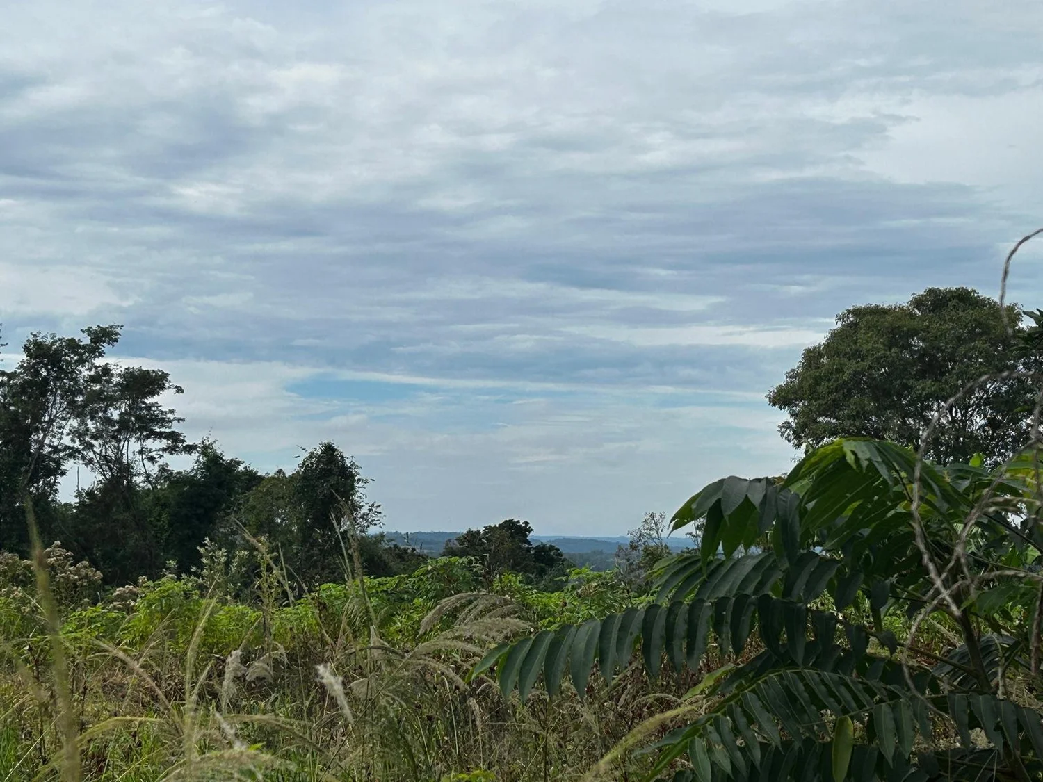 Jesús: 10 ha – pradera, bosque y eucalipto – sobre asfalto con electricidad - 2