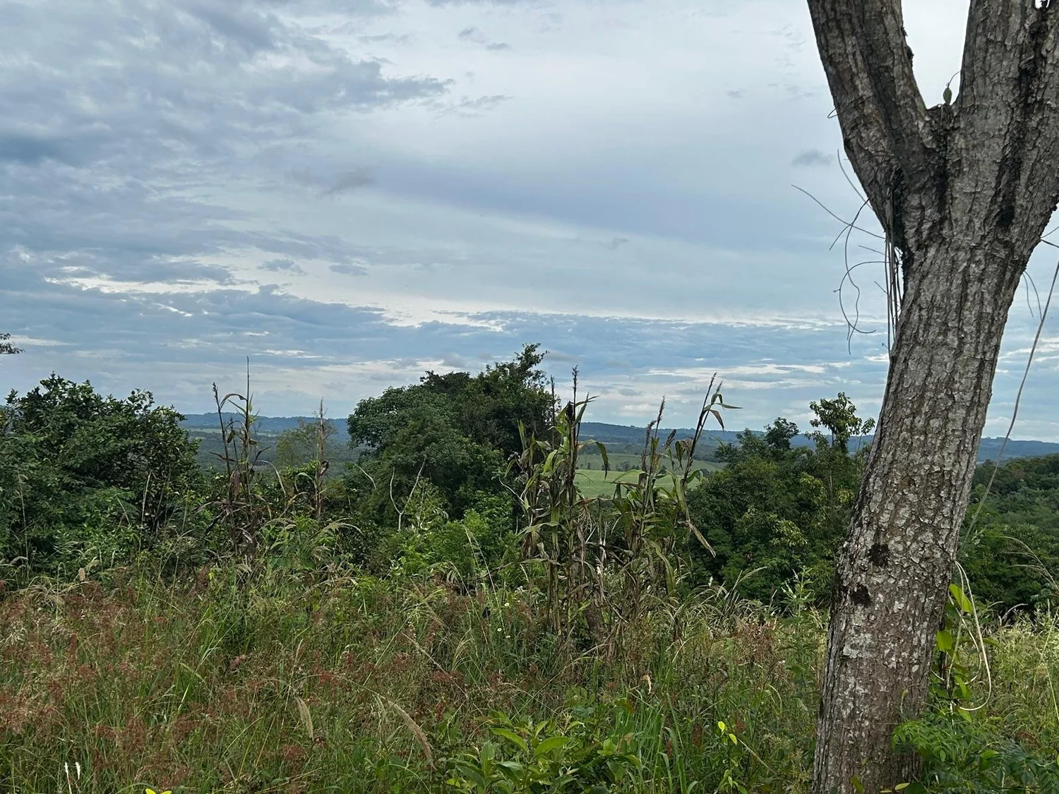 Jesús: 10 ha – pradera, bosque y eucalipto – sobre asfalto con electricidad - 3