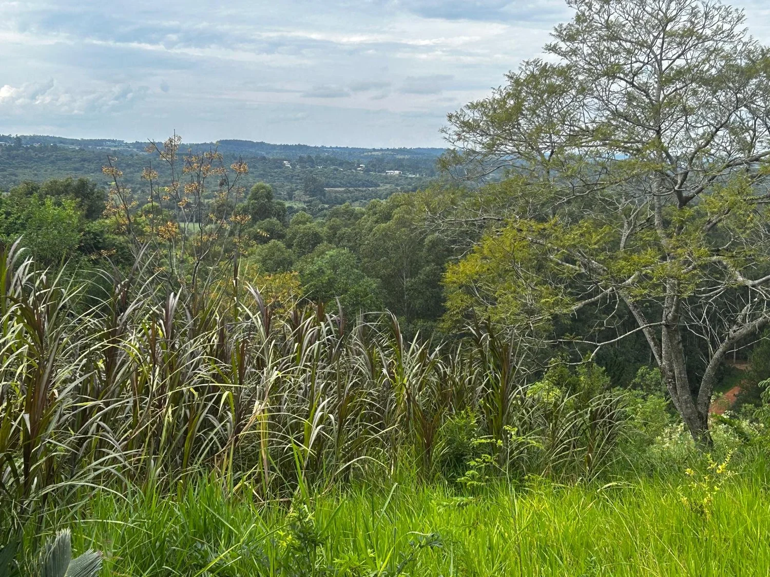 Jesús: 10 ha – pradera, bosque y eucalipto – sobre asfalto con electricidad - 5