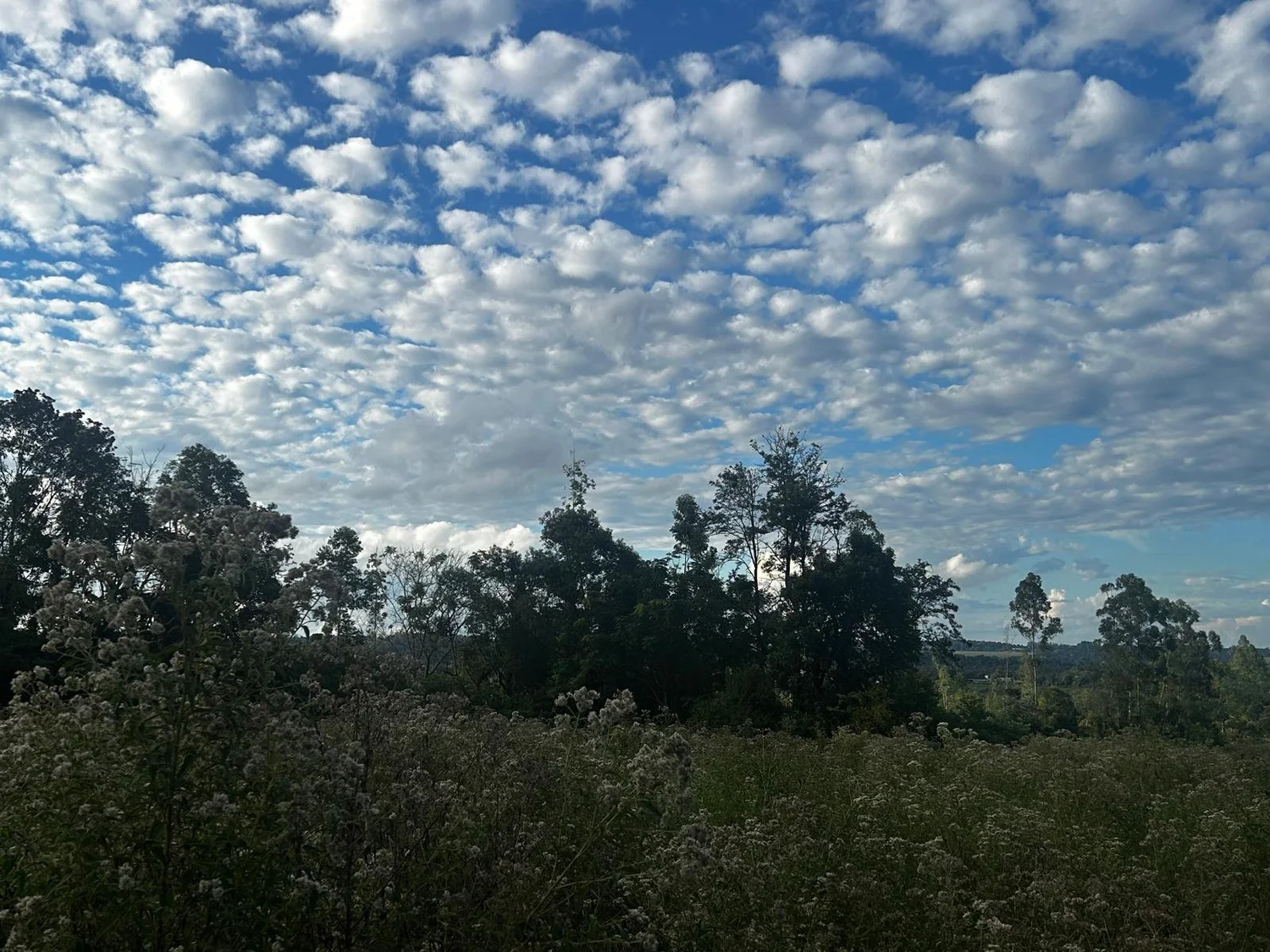 Obligado: 3.450 m² terreno de construcción en ubicación muy céntrica - 4