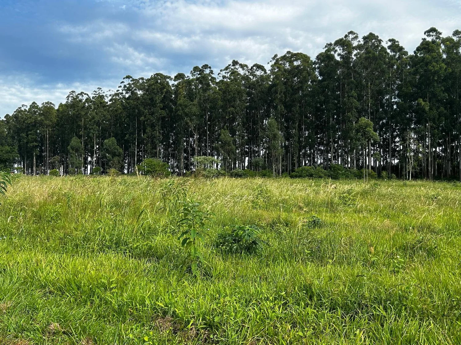 Obligado: 3.450 m² terreno de construcción en ubicación muy céntrica - 7