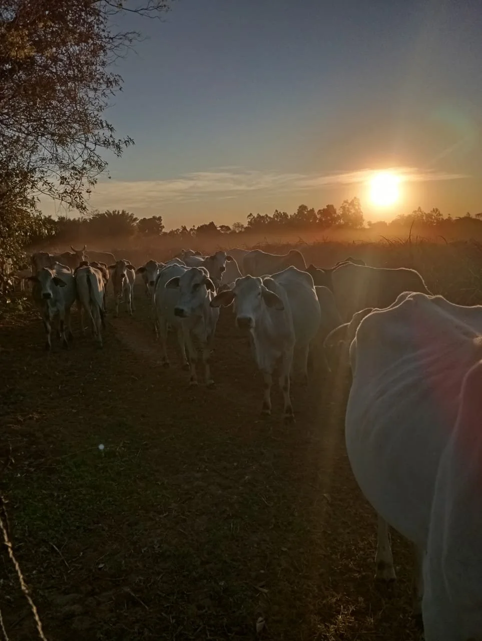 Independencia: 45 hectáreas – establecimiento agropecuario completamente operativo (carne) - imagen 3