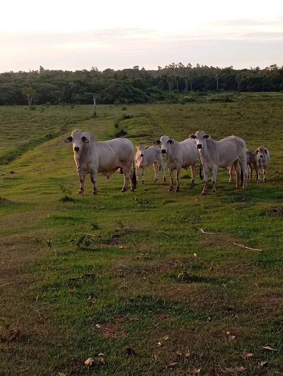 Independencia: 45 hectáreas – establecimiento agropecuario completamente operativo (carne) - imagen 4