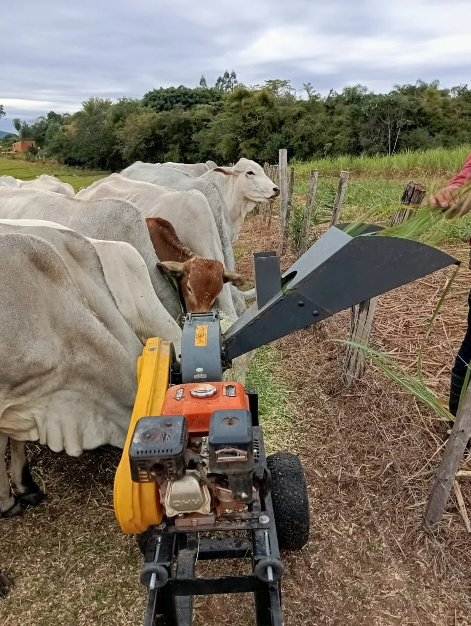 Independencia: 45 hectáreas – establecimiento agropecuario completamente operativo (carne) - imagen 5