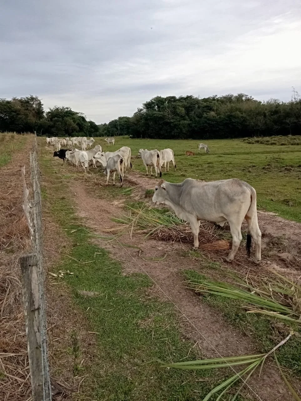 Independencia: 45 hectáreas – establecimiento agropecuario completamente operativo (carne) - imagen 6