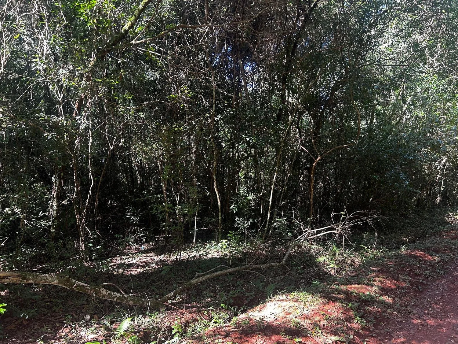 Hohenau: 1 ha – terreno interesante para inversión - 3