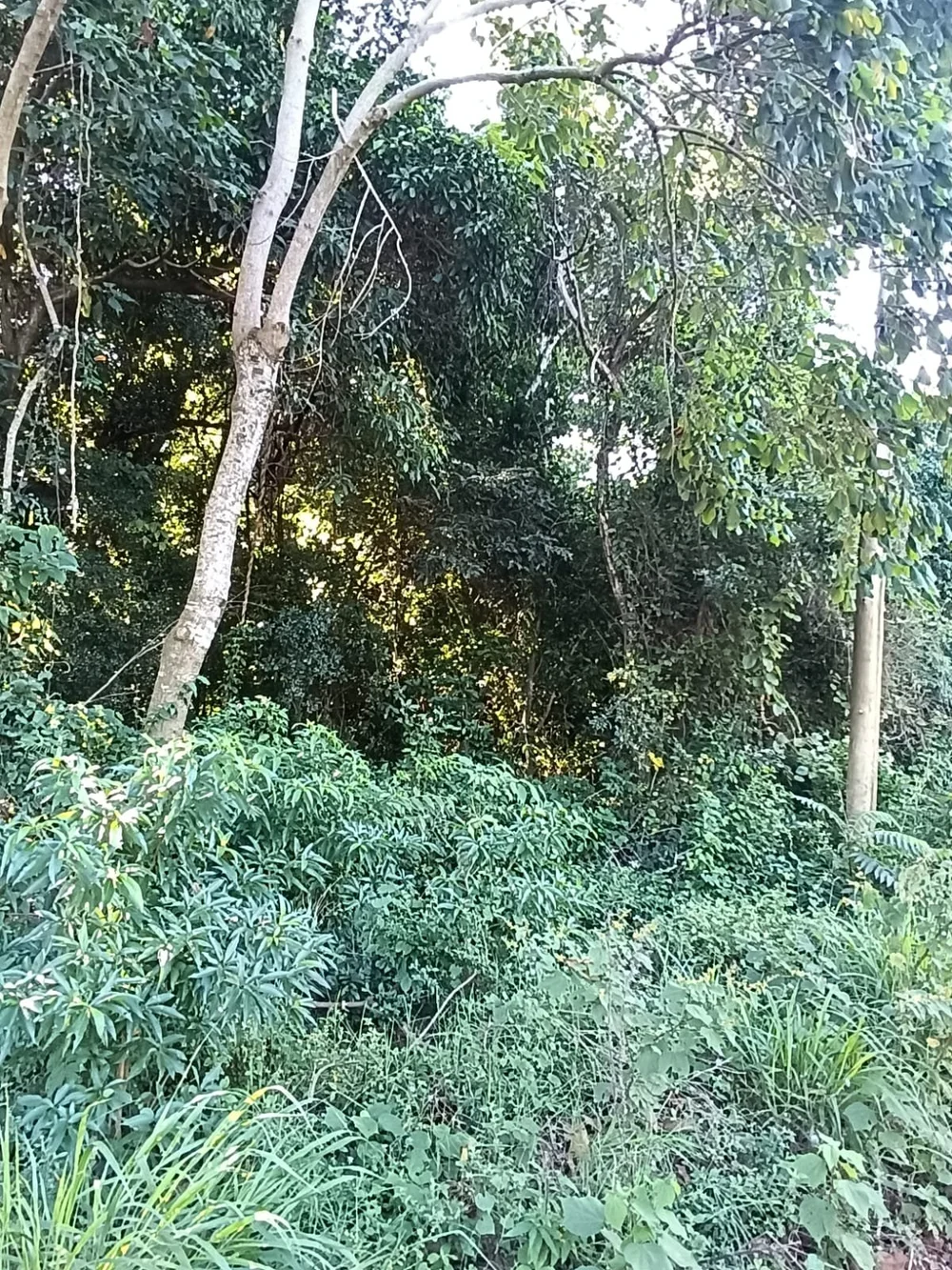 Trinidad: 23 ha – bosque, pradera y fuente de agua – precio muy interesante: solo 4.700 por ha - 3