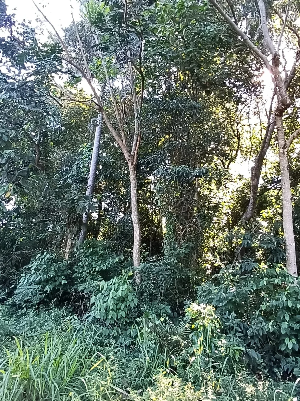 Trinidad: 23 ha – bosque, pradera y fuente de agua – precio muy interesante: solo 4.700 por ha - 4