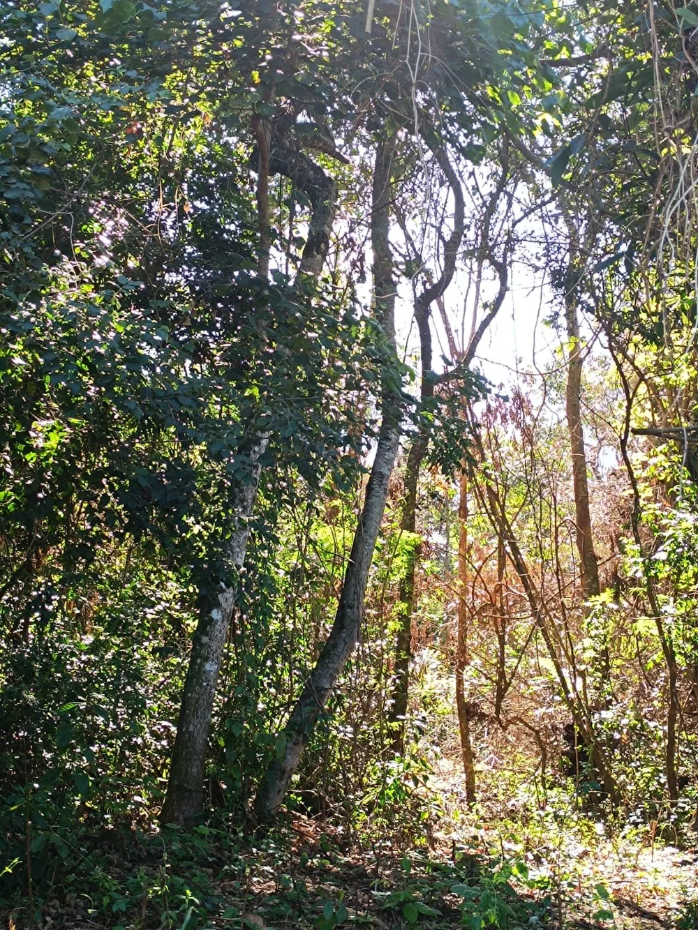 Trinidad: 23 ha – bosque, pradera y fuente de agua – precio muy interesante: solo 4.700 por ha - 5