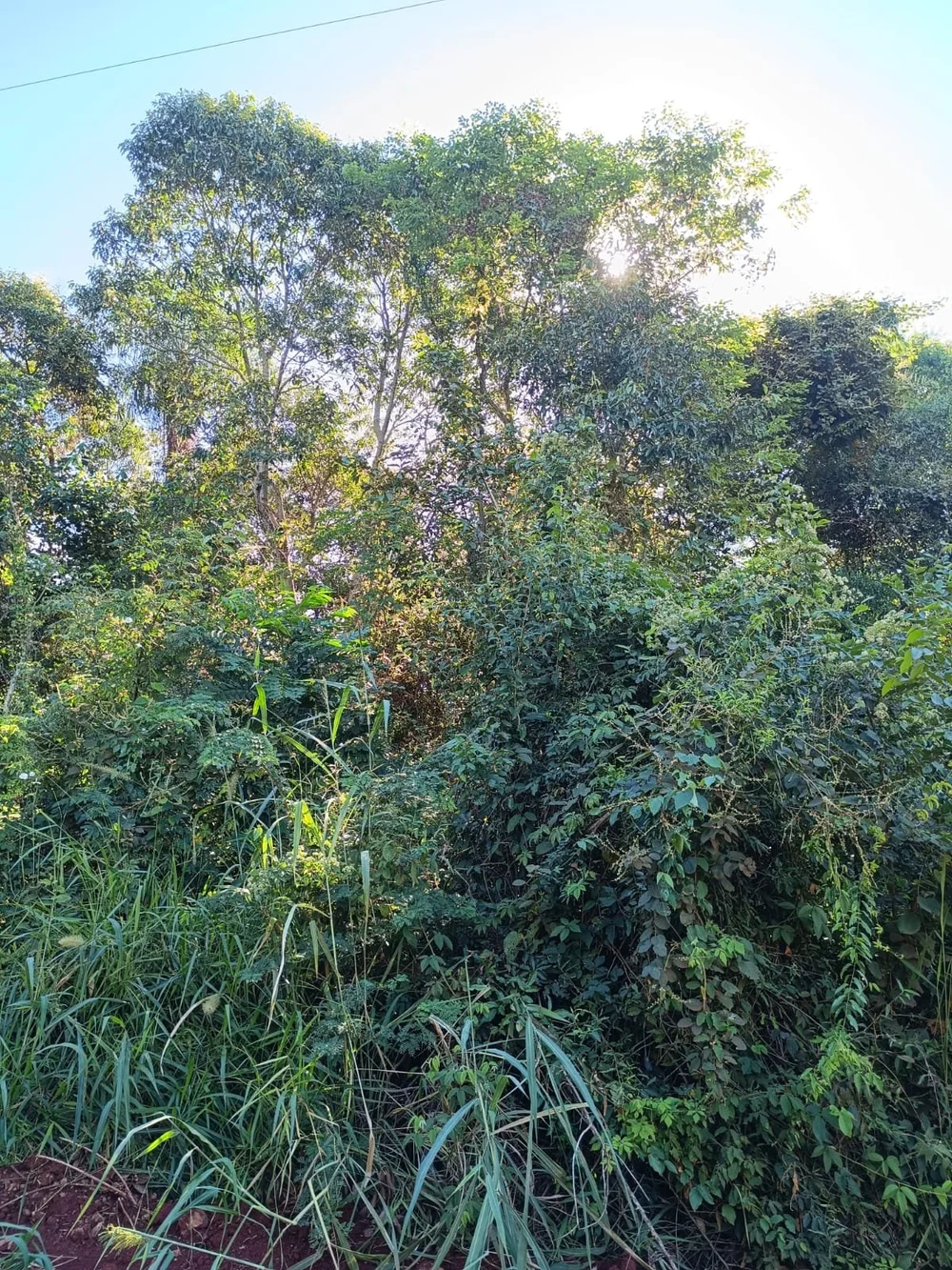 Trinidad: 23 ha – bosque, pradera y fuente de agua – precio muy interesante: solo 4.700 por ha - 6