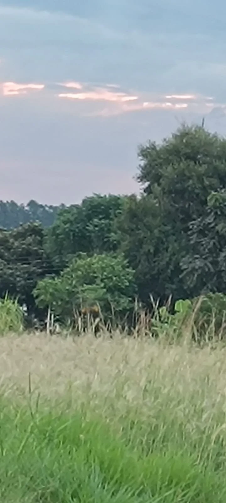Trinidad: 23 ha – bosque, pradera y fuente de agua – precio muy interesante: solo 4.700 por ha - 7