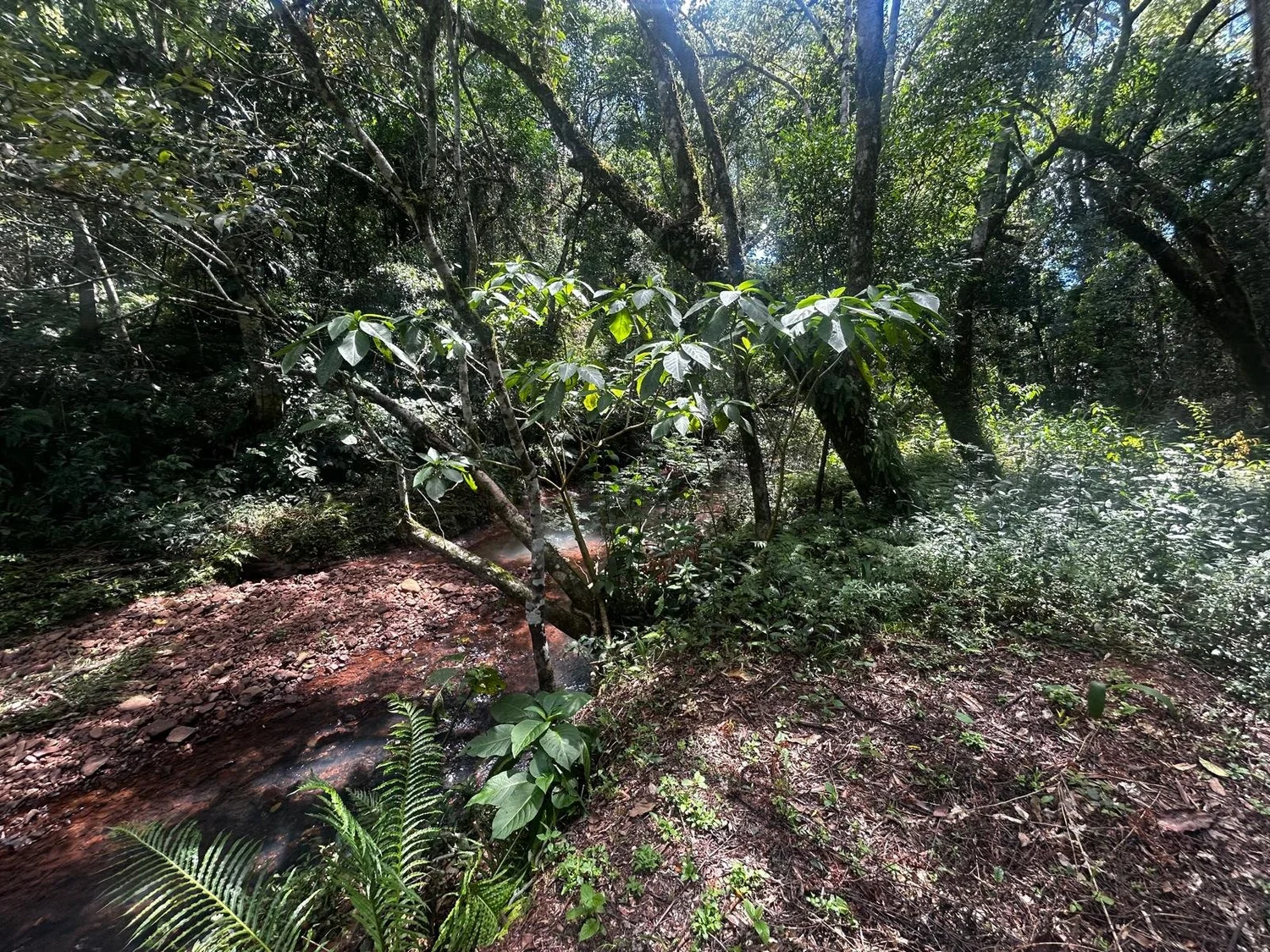 Trinidad: terreno céntrico de 8.000 m² - 3