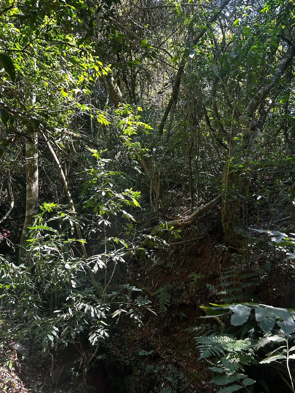 Trinidad: 1,5 ha – terreno idílico - imagen 4