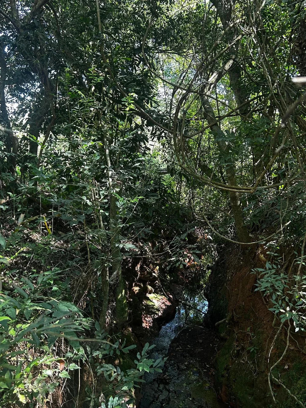 Trinidad: 1,5 ha – terreno idílico - imagen 5