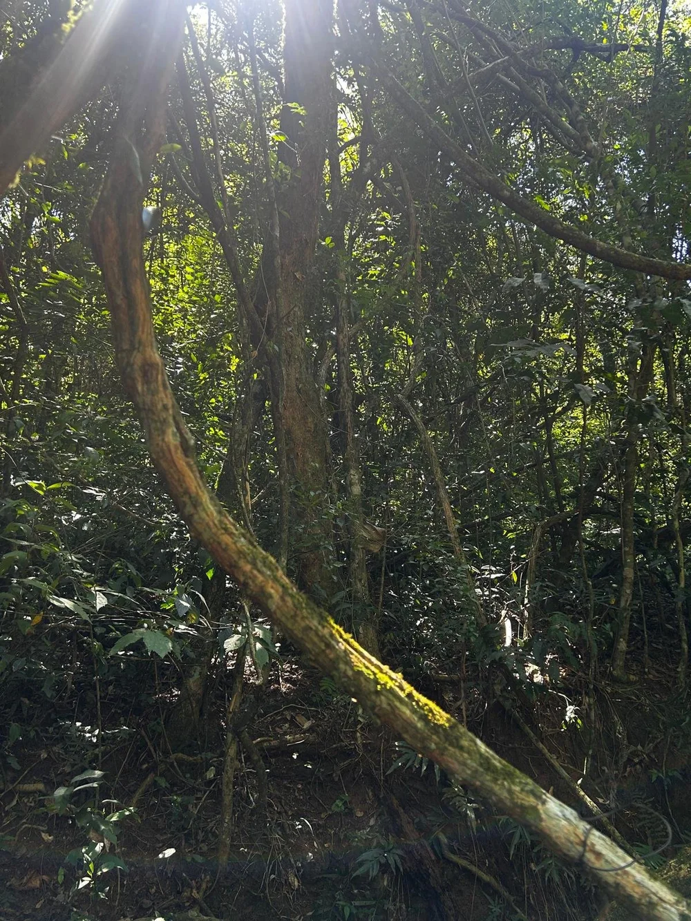 Trinidad: 1,5 ha – terreno idílico - imagen 6